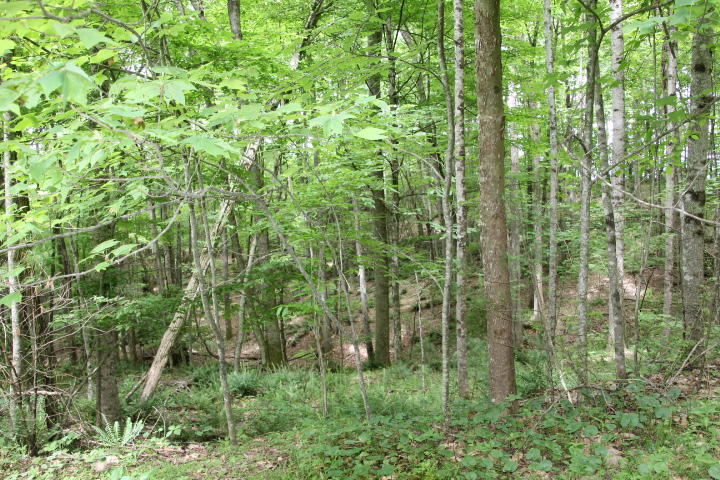 Photo #5: Tbd00 Mohawk Drive