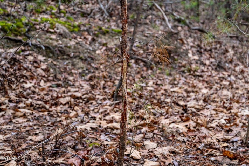 Photo #38: 1135 Piney Flats Road