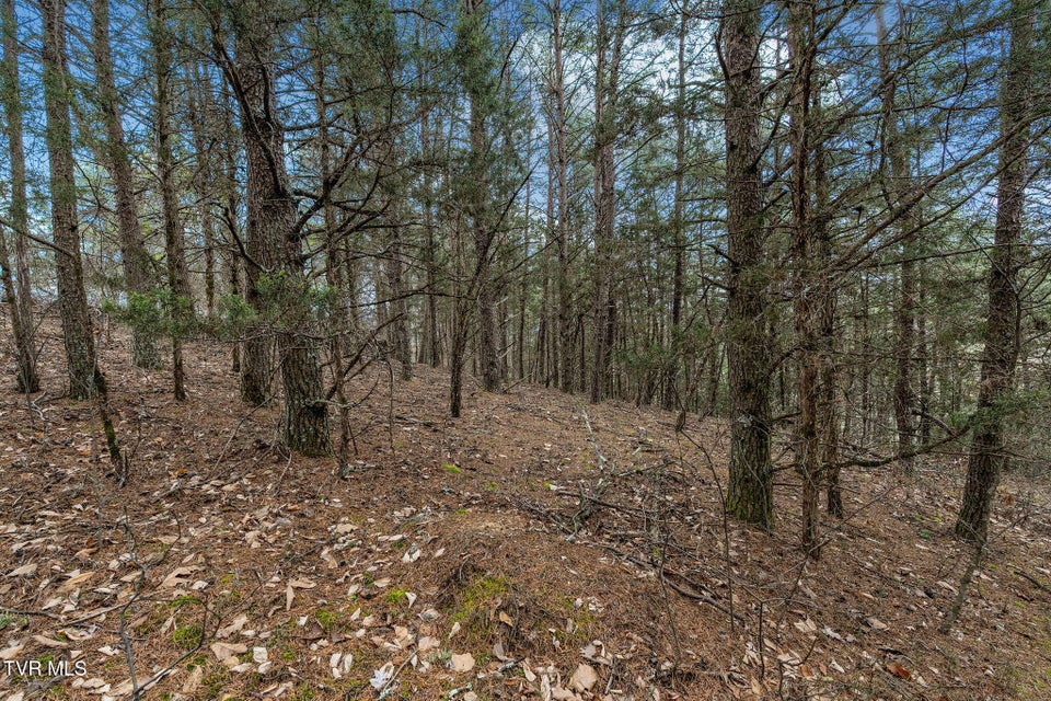 Photo #40: 1135 Piney Flats Road