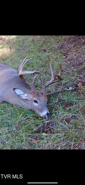 Photo #54: 1135 Piney Flats Road