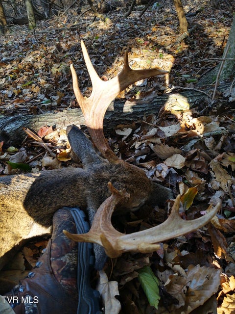 Photo #52: 1135 Piney Flats Road