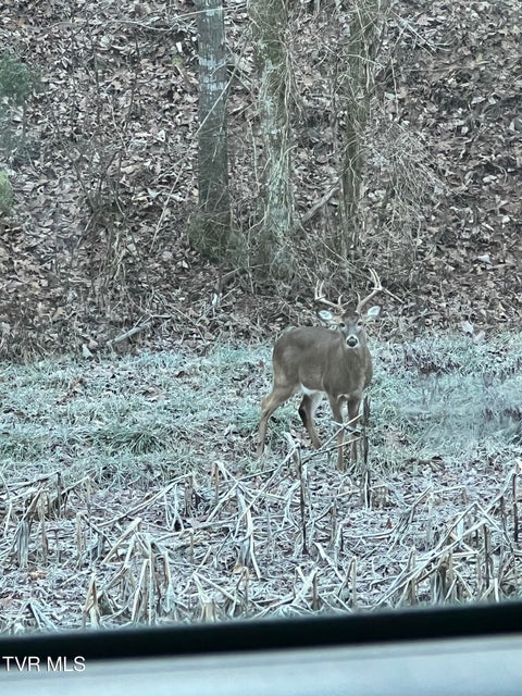 Photo #53: 1135 Piney Flats Road