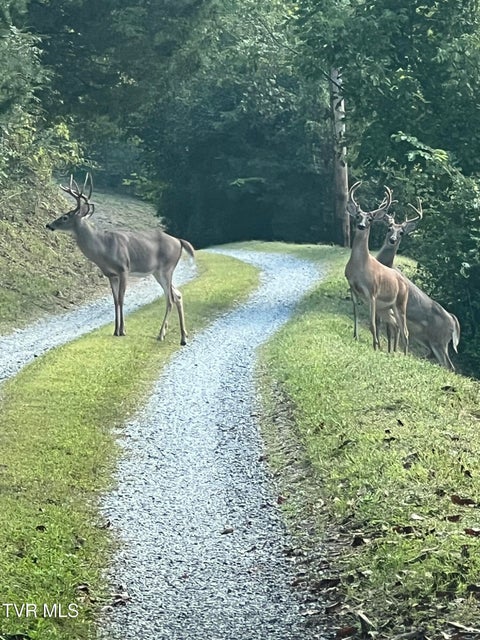 Photo #50: 1135 Piney Flats Road