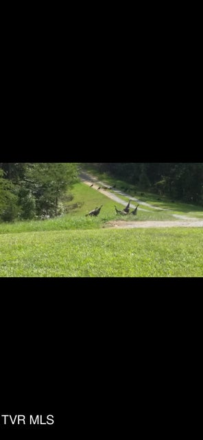 Photo #55: 1135 Piney Flats Road