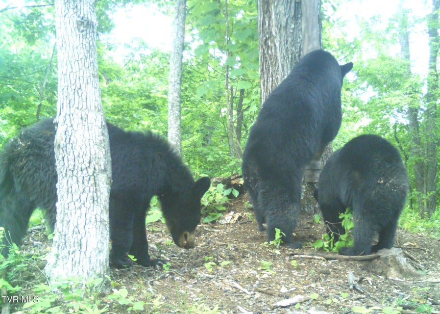 Photo #46: Tbd Cripple Creek Road