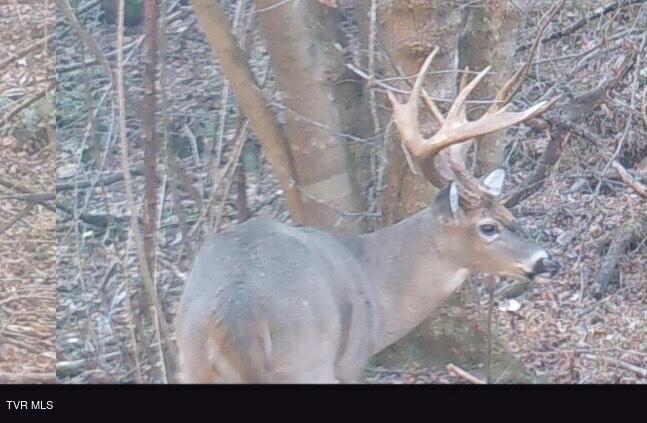 Photo #42: Tbd Cripple Creek Road