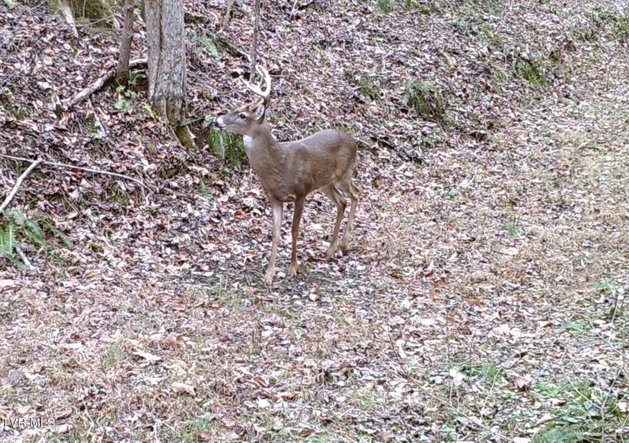 Photo #44: Tbd Cripple Creek Road
