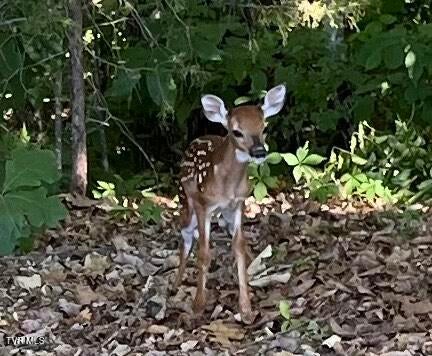 Photo #45: Tbd Cripple Creek Road