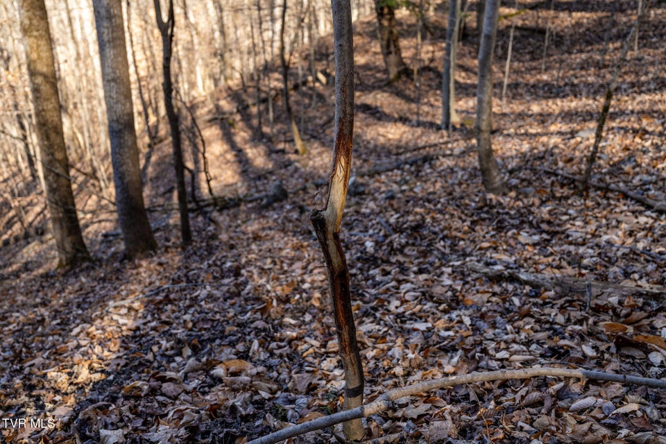 Photo #30: Tbd Cooks Landing Road