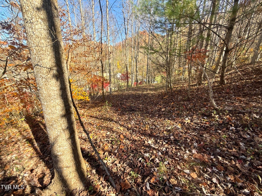 Photo #6: 11/Ac Tbd Hwy 19E 