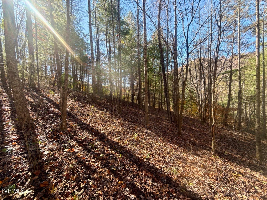 Photo #3: 11/Ac State Highway 37 (Hwy 19e) 