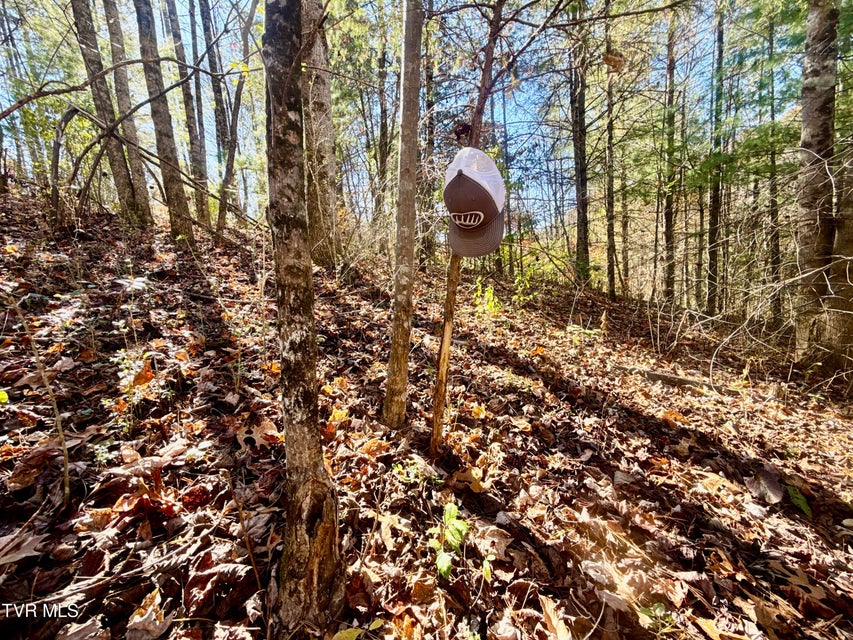 Photo #6: 11/Ac State Highway 37 (Hwy 19e) 