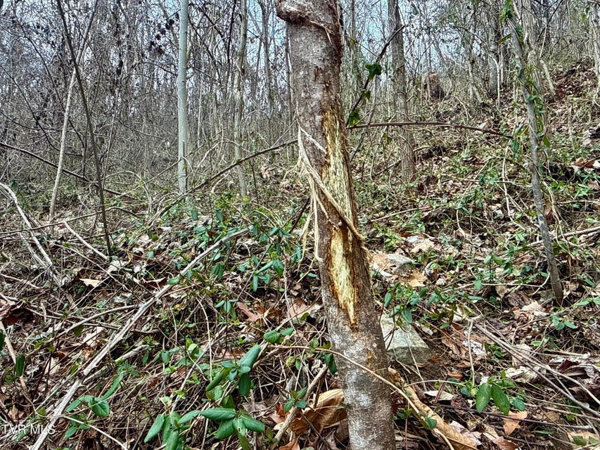 Photo #13: 25/Ac Tbd Coy Bradley Lane