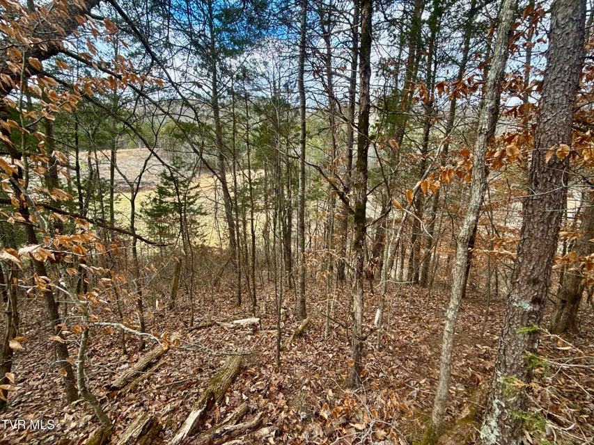 Photo #19: 25/Ac Tbd Coy Bradley Lane