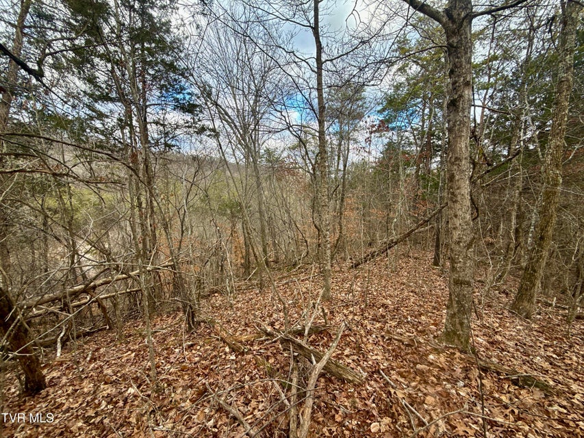 Photo #24: 25/Ac Tbd Coy Bradley Lane