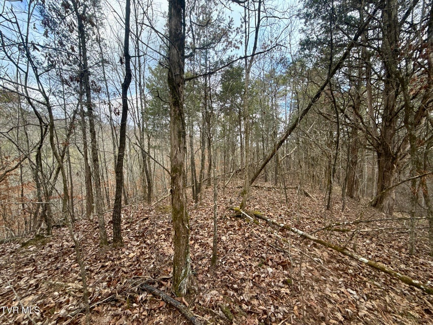 Photo #25: 25/Ac Tbd Coy Bradley Lane