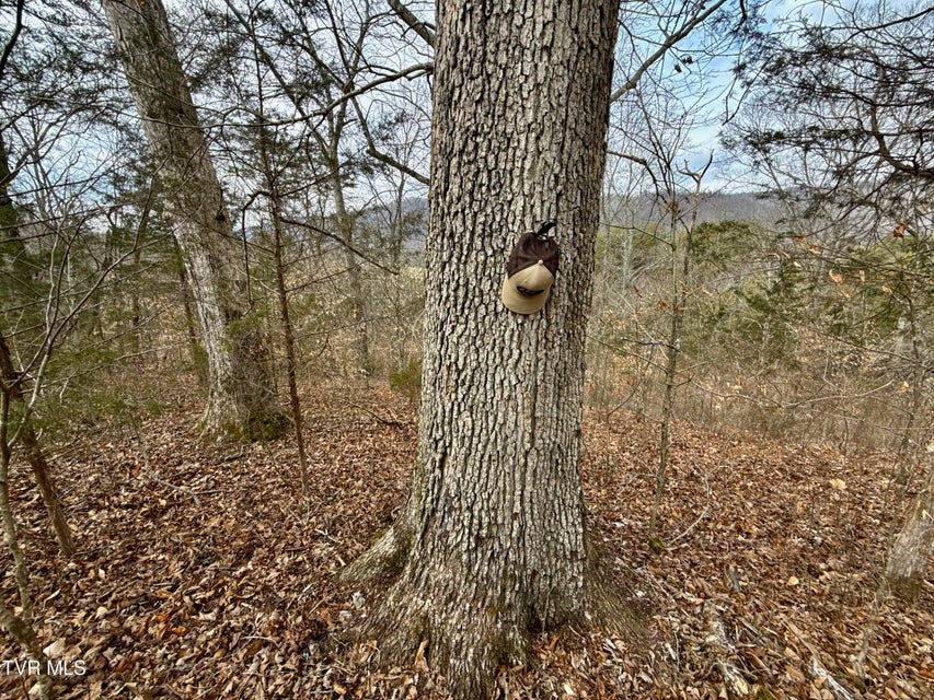 Photo #9: 25/Ac Tbd Horton Highway