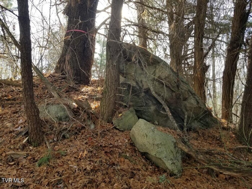 Photo #10: Tbd Bear Branch Road