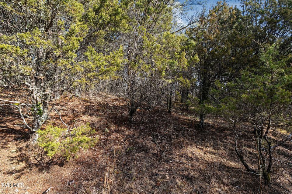 Photo #14: Tbd Democrat Road