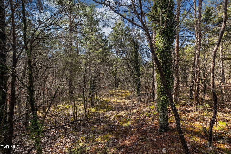 Photo #16: Tbd Democrat Road