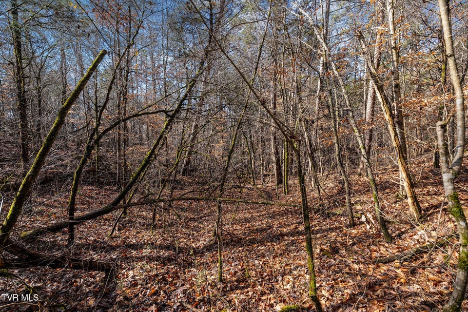 Photo #17: Tbd Democrat Road