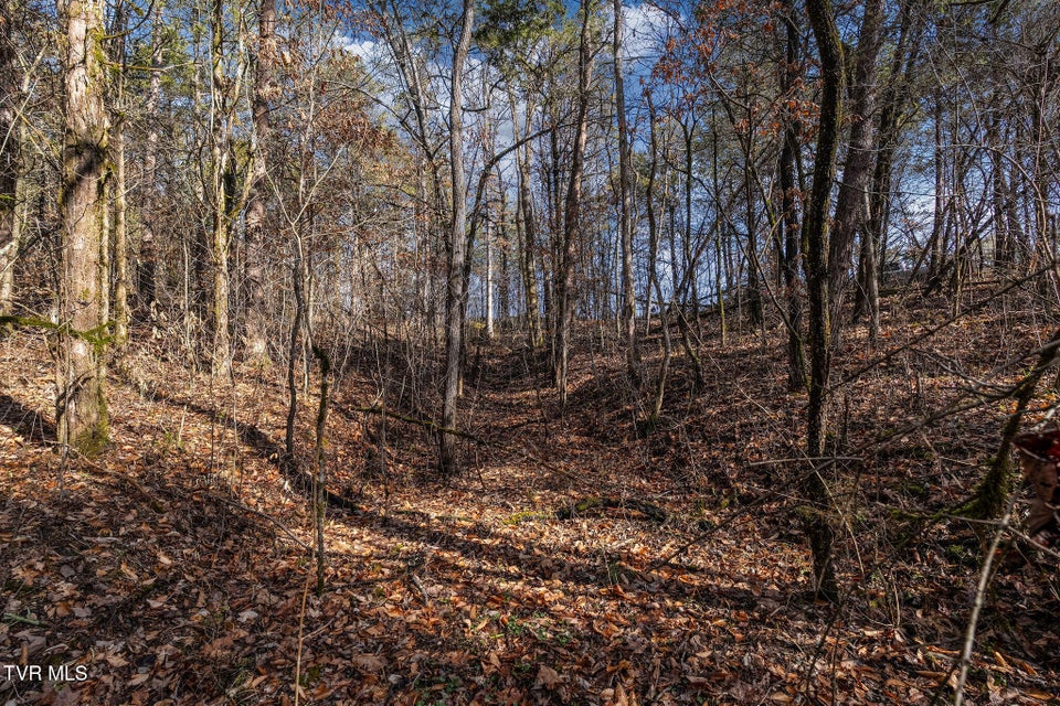 Photo #18: Tbd Democrat Road