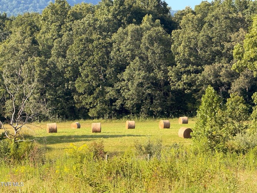 Photo #38: Tbd Brake Tree Lane
