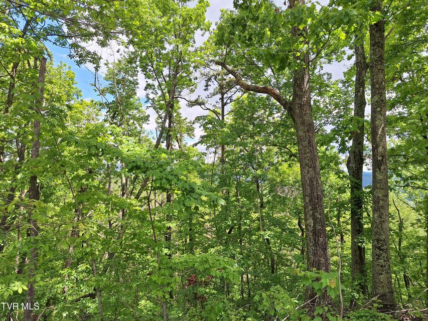 Photo #14: 409 Dean Road