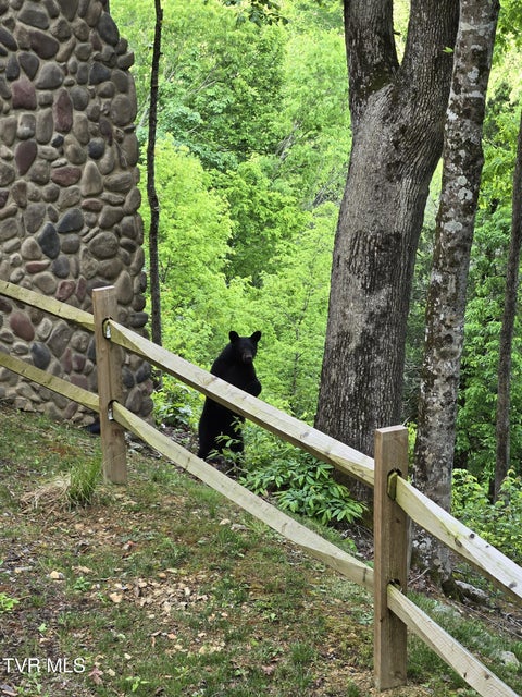 Photo #26: 383 Tva Road