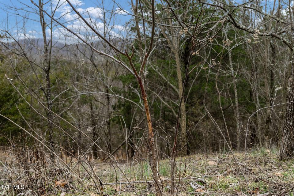 Photo #36: Tbd Smithtown Road