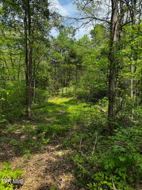 Photo #5: 5.23 Ac Dogwalk Road