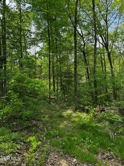 Photo #6: 5.23 Ac Dogwalk Road