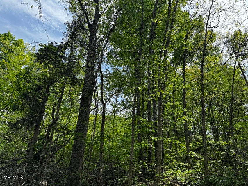 Photo #7: 5.23 Ac Dogwalk Road