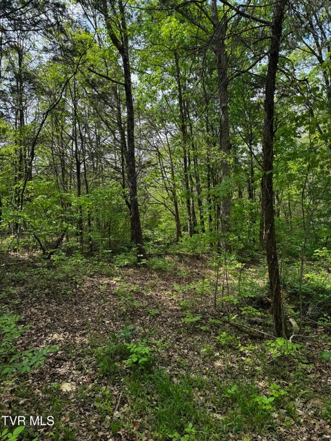 Photo #9: 5.23 Ac Dogwalk Road