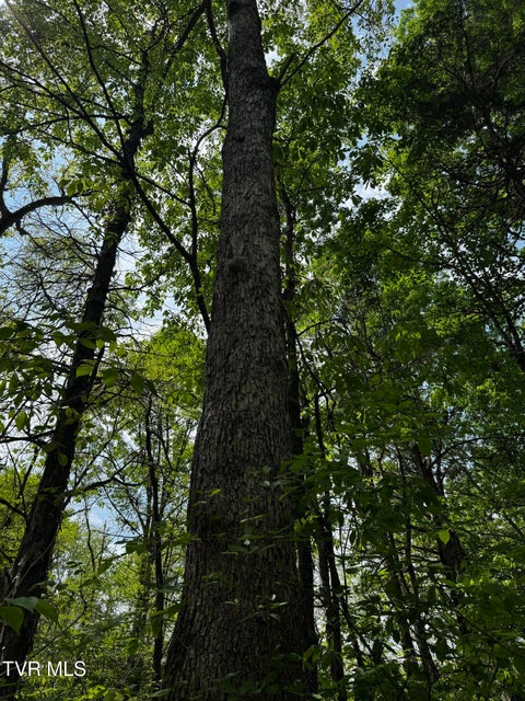 Photo #10: 5.23 Ac Dogwalk Road