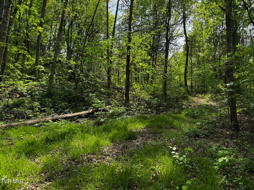 Photo #11: 5.23 Ac Dogwalk Road