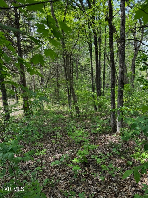 Photo #17: 5.23 Ac Dogwalk Road