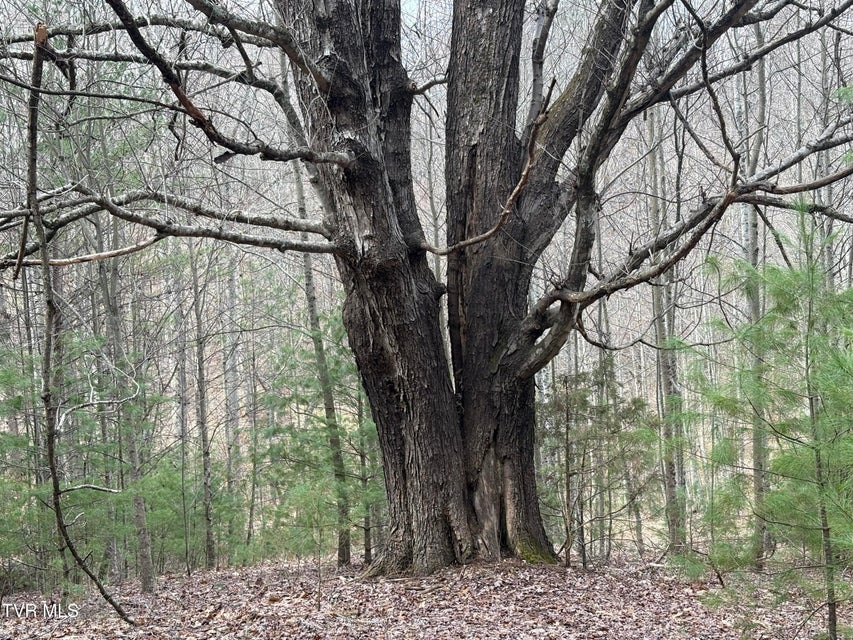 Photo #13: 129 Oaks Road