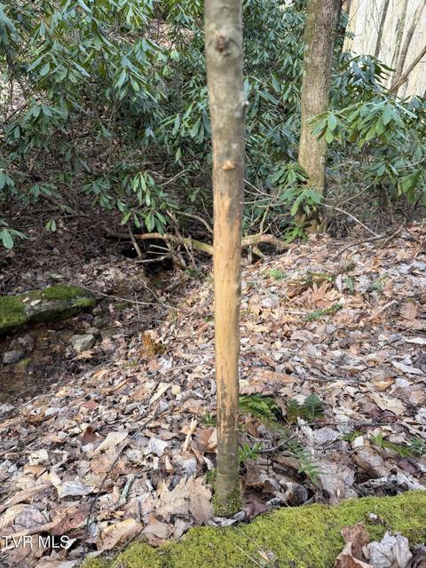 Photo #4: Tbd Highway 421 