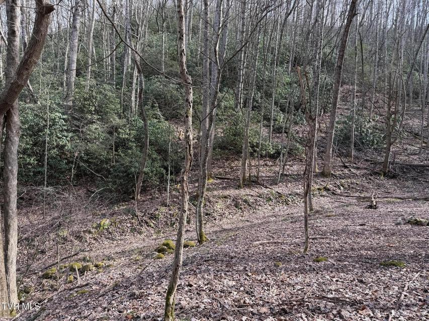 Photo #5: Tbd Highway 421 