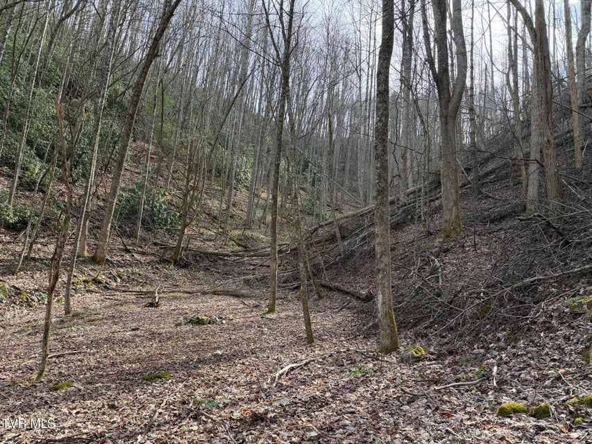 Photo #6: Tbd Highway 421 