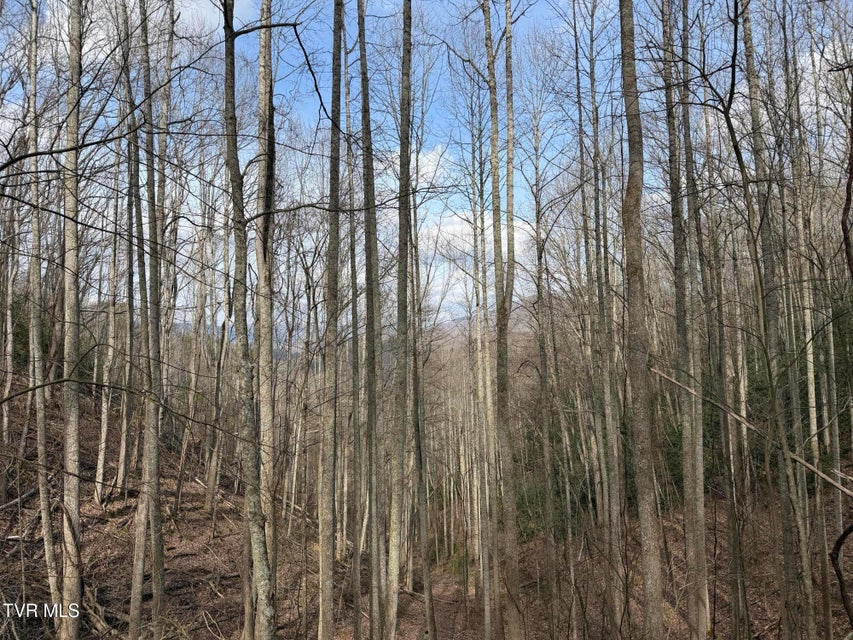 Photo #9: Tbd Highway 421 