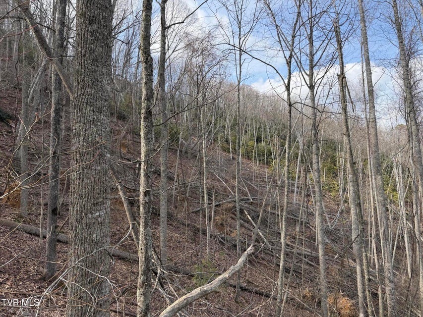 Photo #11: Tbd Highway 421 