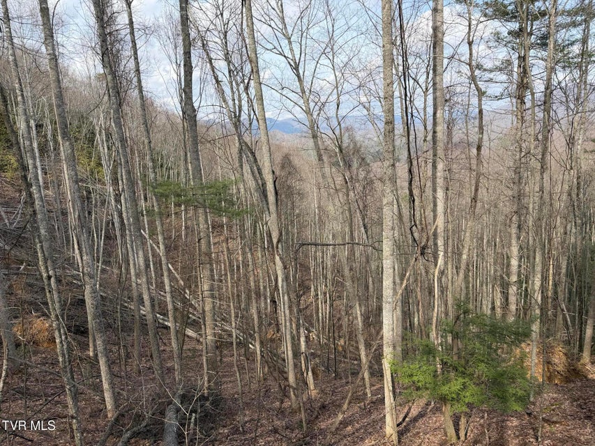 Photo #12: Tbd Highway 421 