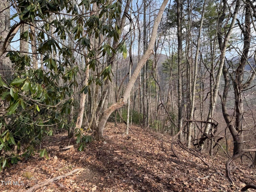 Photo #14: Tbd Highway 421 