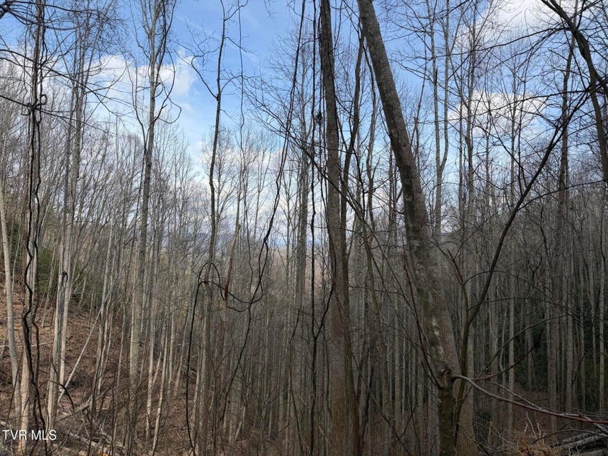 Photo #15: Tbd Highway 421 