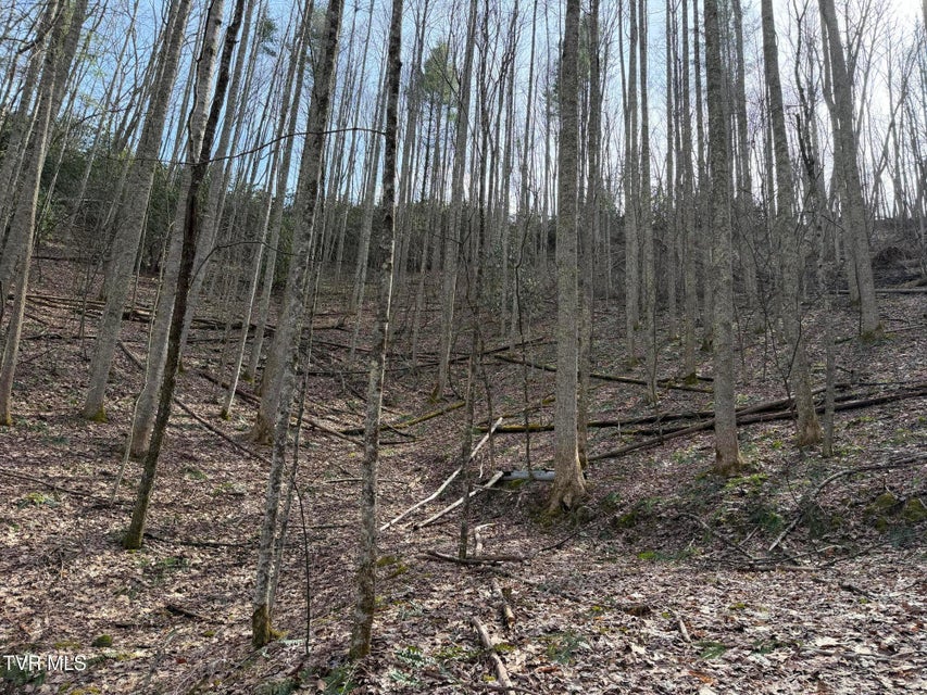 Photo #18: Tbd Highway 421 