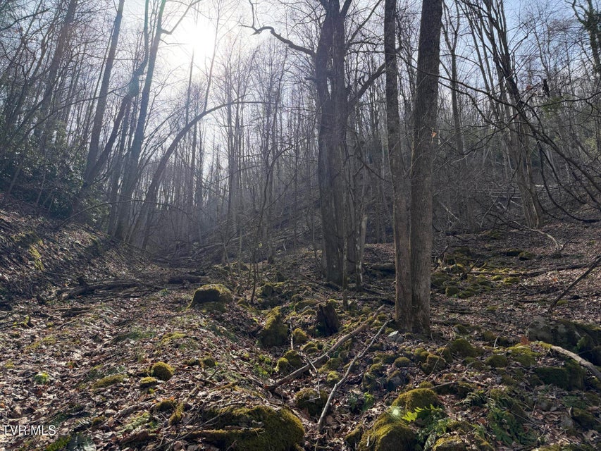 Photo #26: Tbd Highway 421 