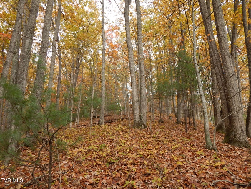 Photo #5: Tbd Spoon Gap Road