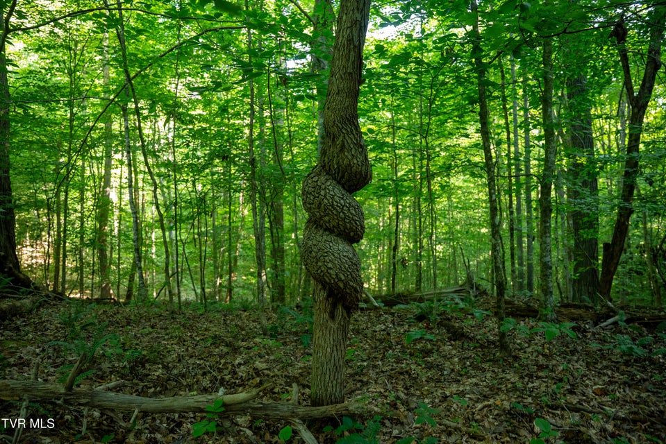 Photo #11: 1335 Ben Bloomer Road